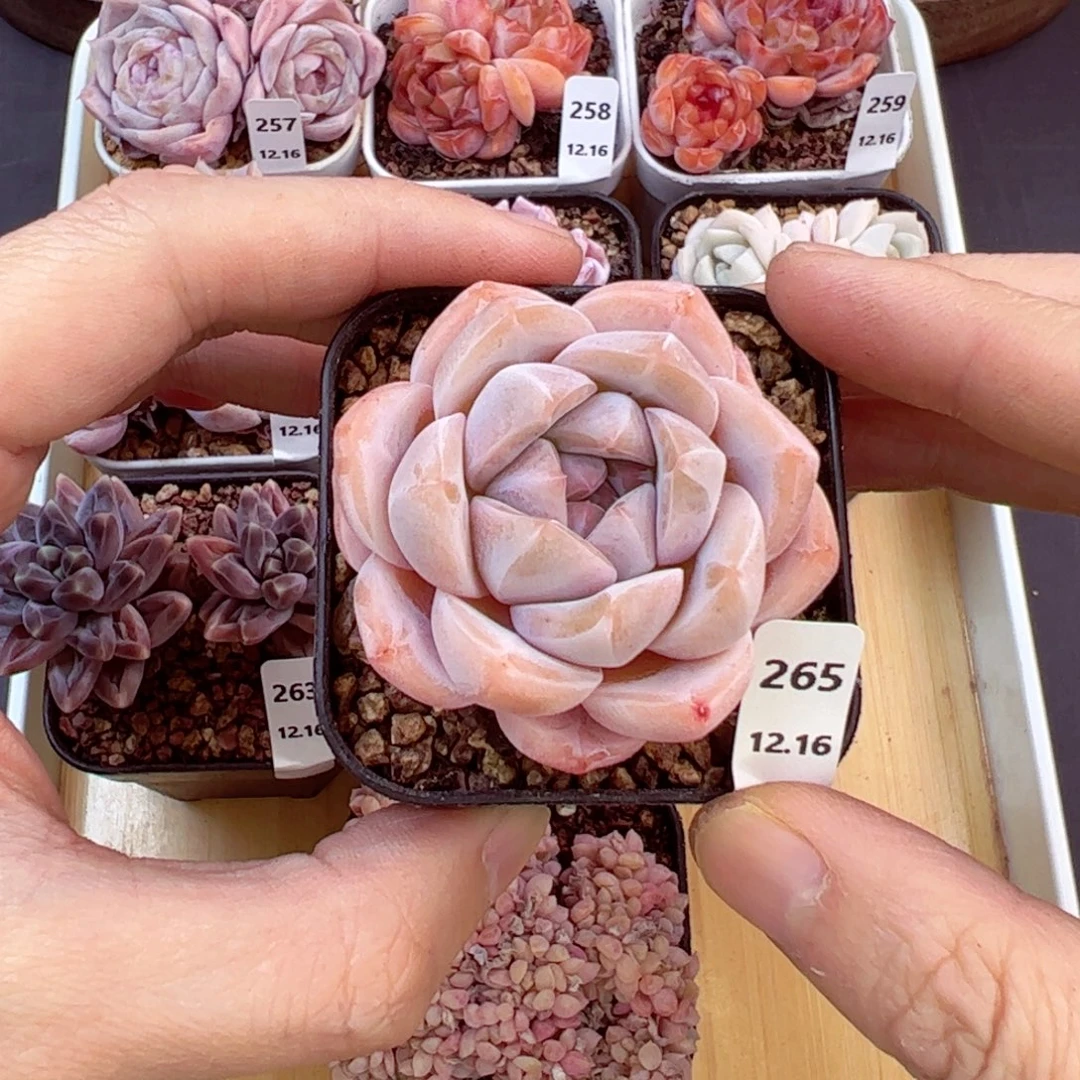 好好看265、哈哈哈哈