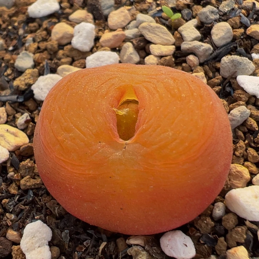 96多肉植物百科水蜜桃1430.5