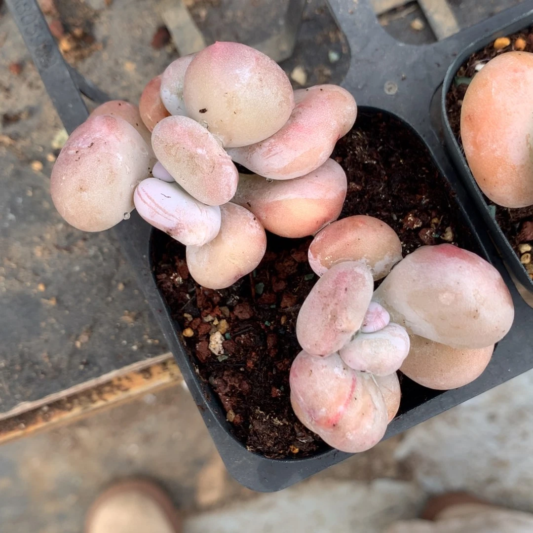 p*油煎奶酪多肉油煎奶酪