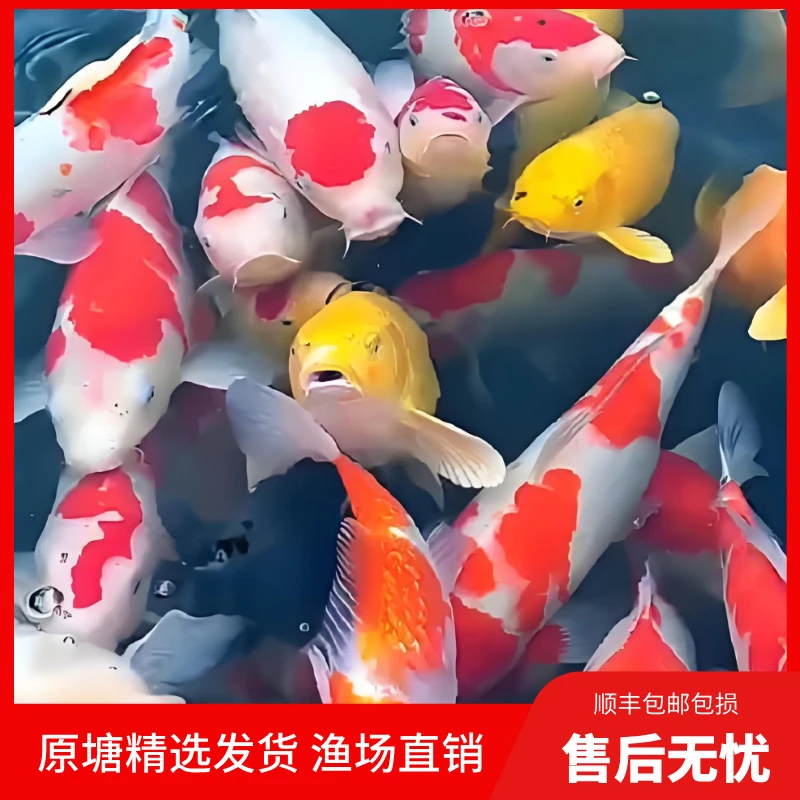 26-31锦鲤活鱼观赏鱼冷水淡水好养耐活锦鲤鱼家庭养殖红白锦鲤
