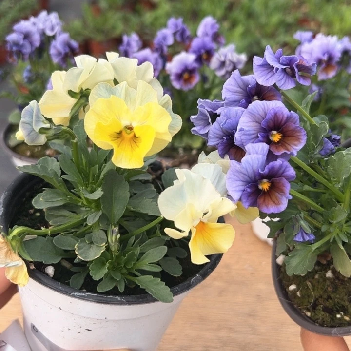 红陶抖音直播闪拍6-6