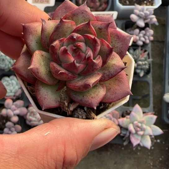 100安斯顿多肉植物多