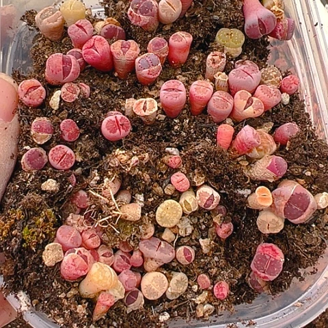 【闪购商品】壮****?24673