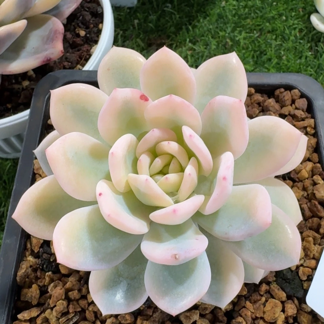 2396梦露锦多肉植物的