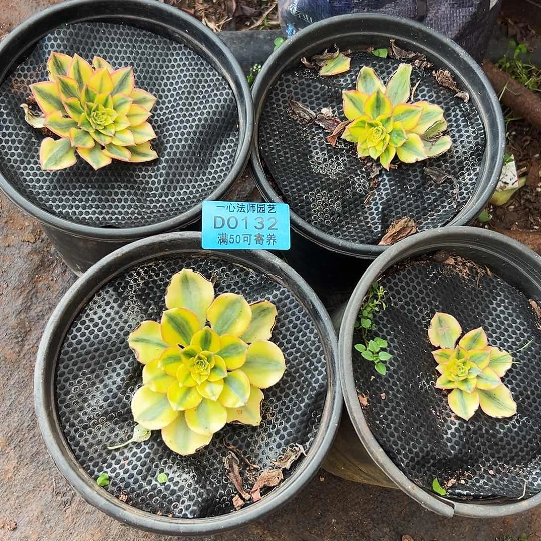 0132多肉植物太阳神4个