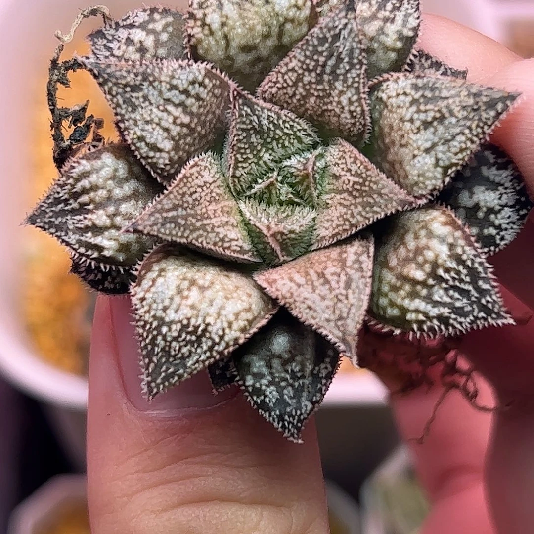 实生特选十二卷多肉植物