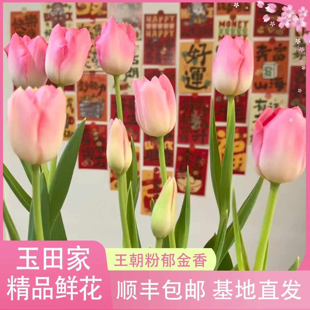 王朝粉郁金香［荷兰进口包对版］《居家办公优选》