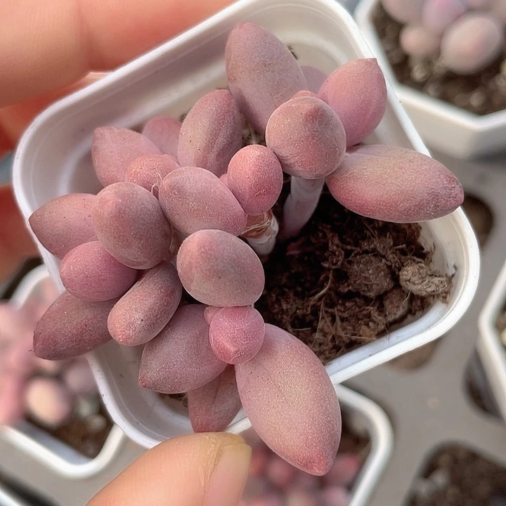 一物一拍满18包邮