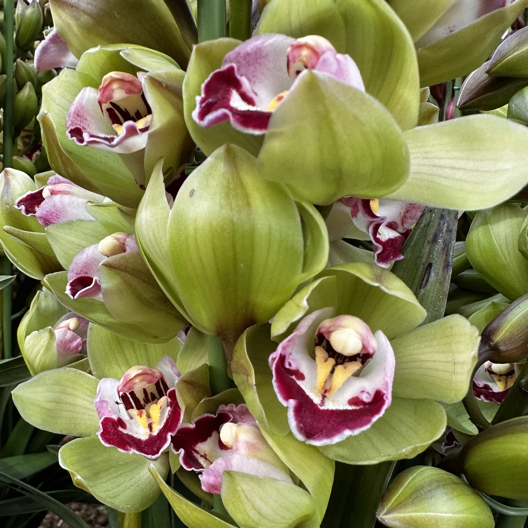 云南大花蕙兰【绿如意】落地款年宵花原盆原土带花苞带花剑基地直发