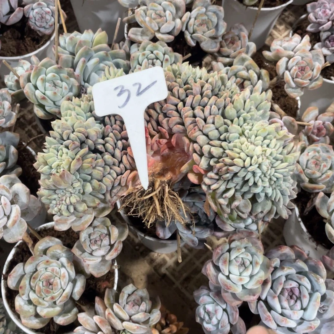 星影缀化多头群生32