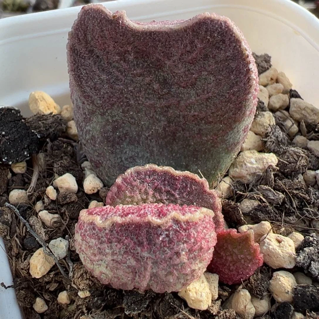 哈莫猪肝大苗多肉植物水泡