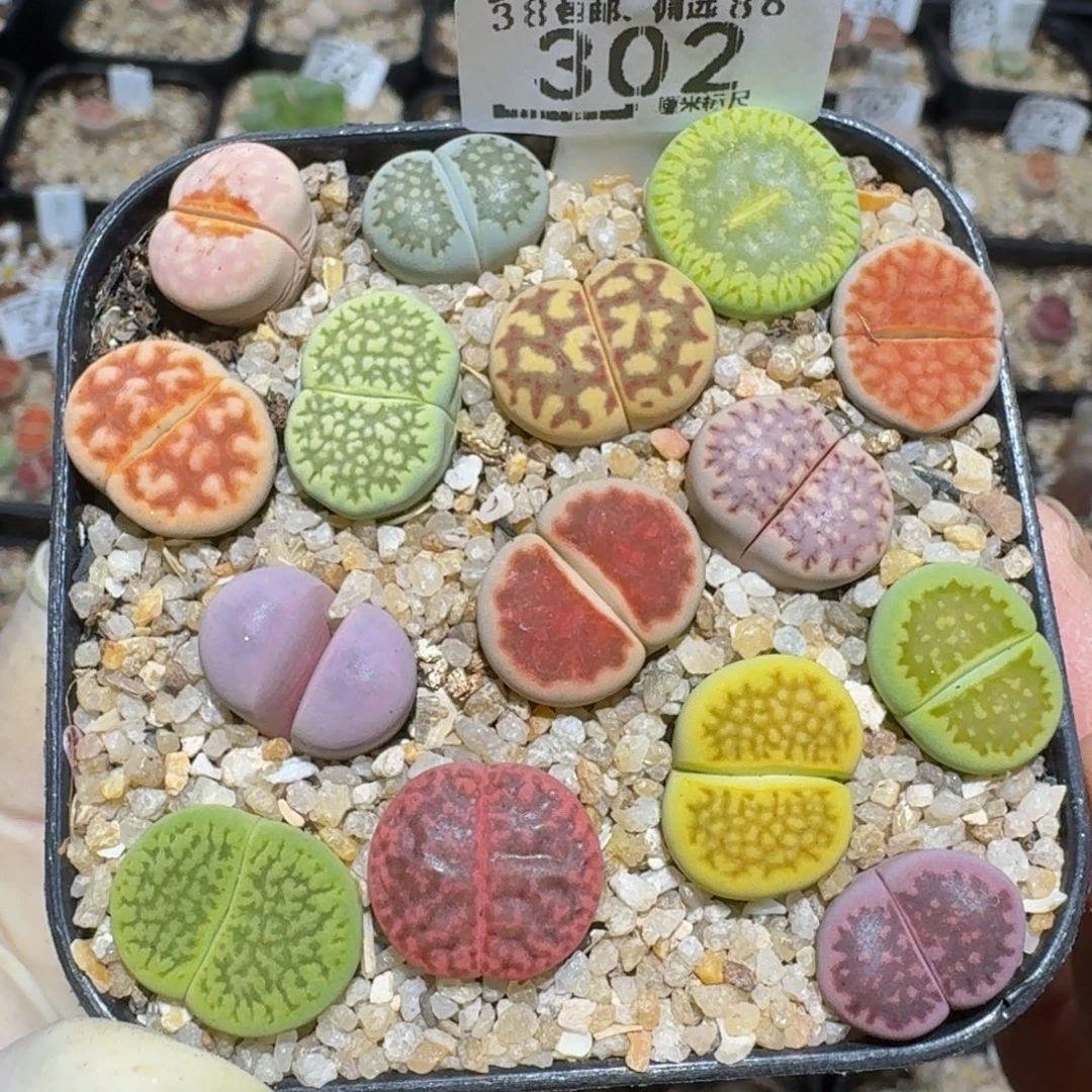 zzzz精品生石花302