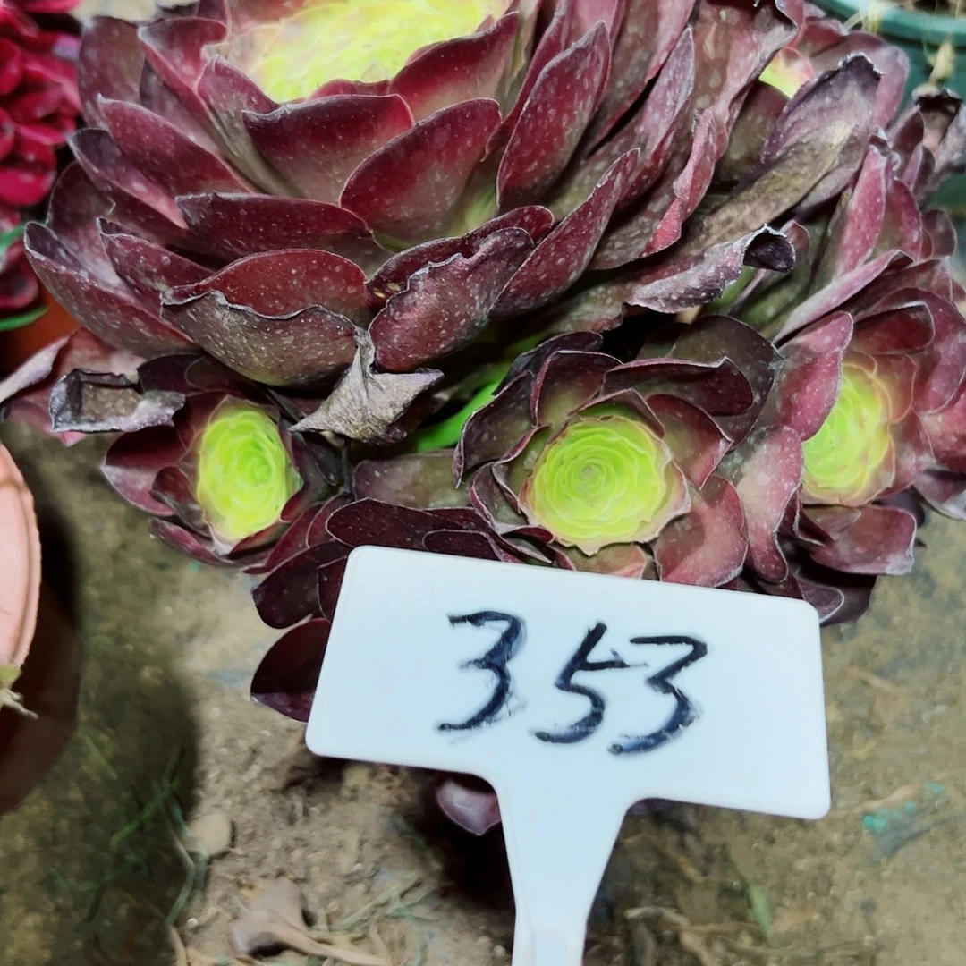 多肉植物梅金法师