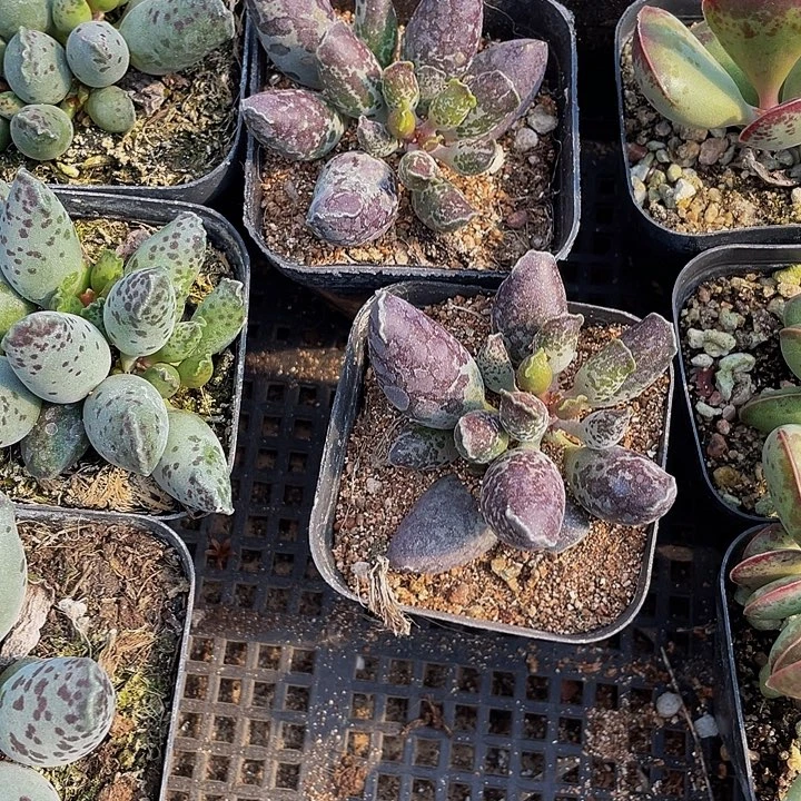 紫姬海豹带盆土发货