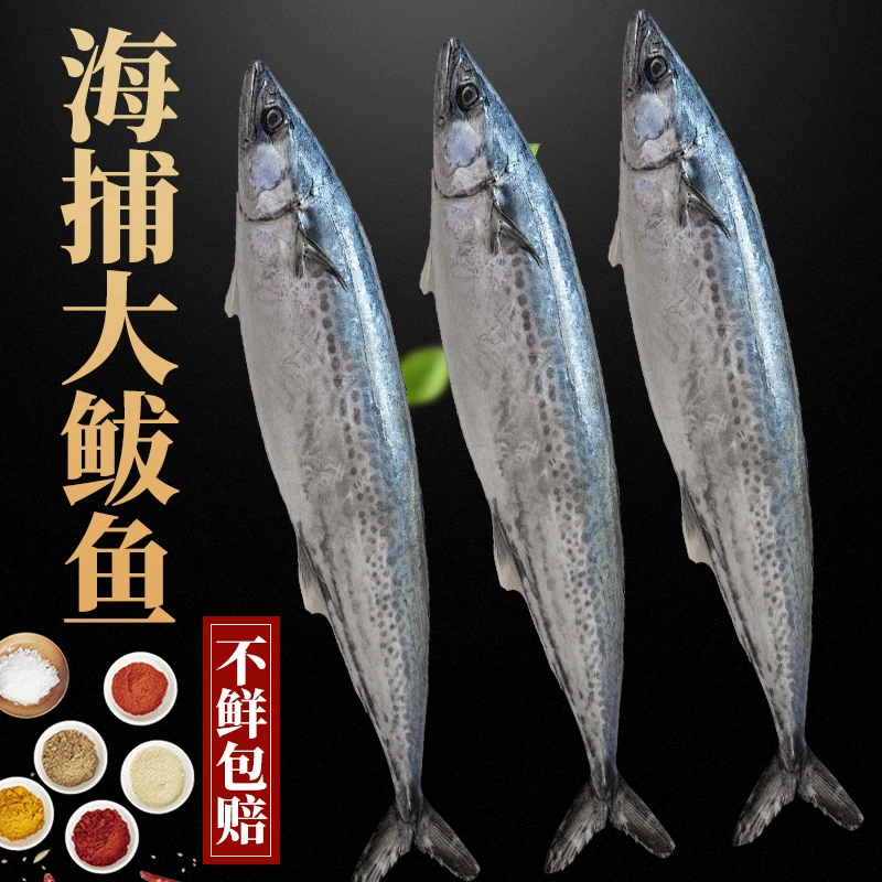 特大号燕鲅鱼新鲜蓝点马鲛鱼小船海捕深海野生白腹燕尾鱼燕鱼海鲜