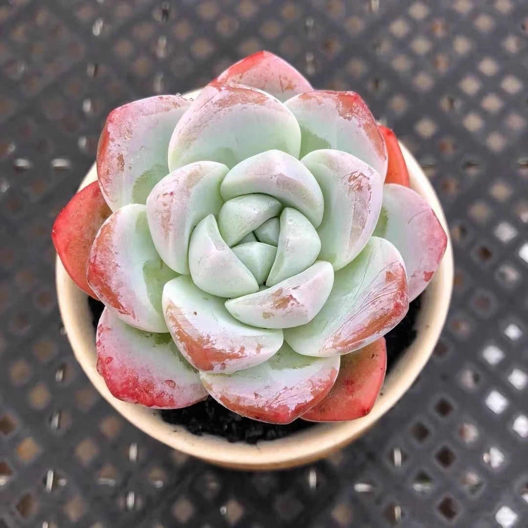 【满 9.9 包邮】翡翠冰美人5cm带盆多肉新手好养以直播间展示为主