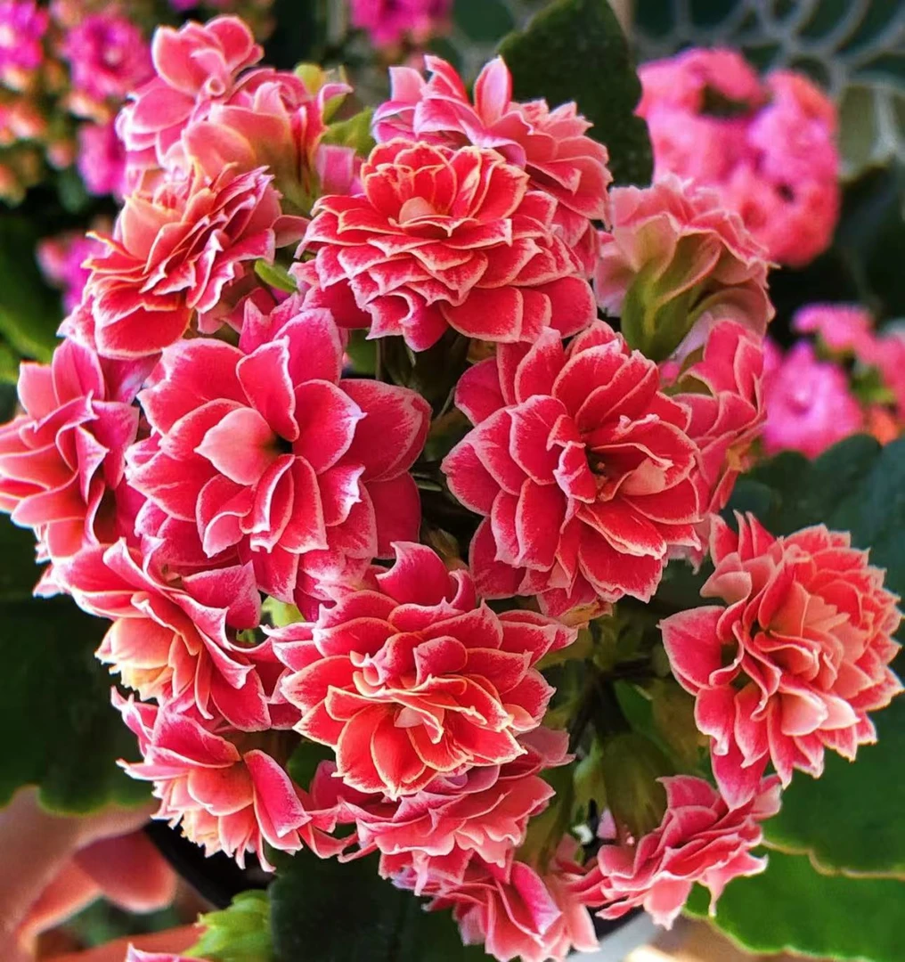 【李先生】金丝带~长寿带花苞（直播间展示为准）