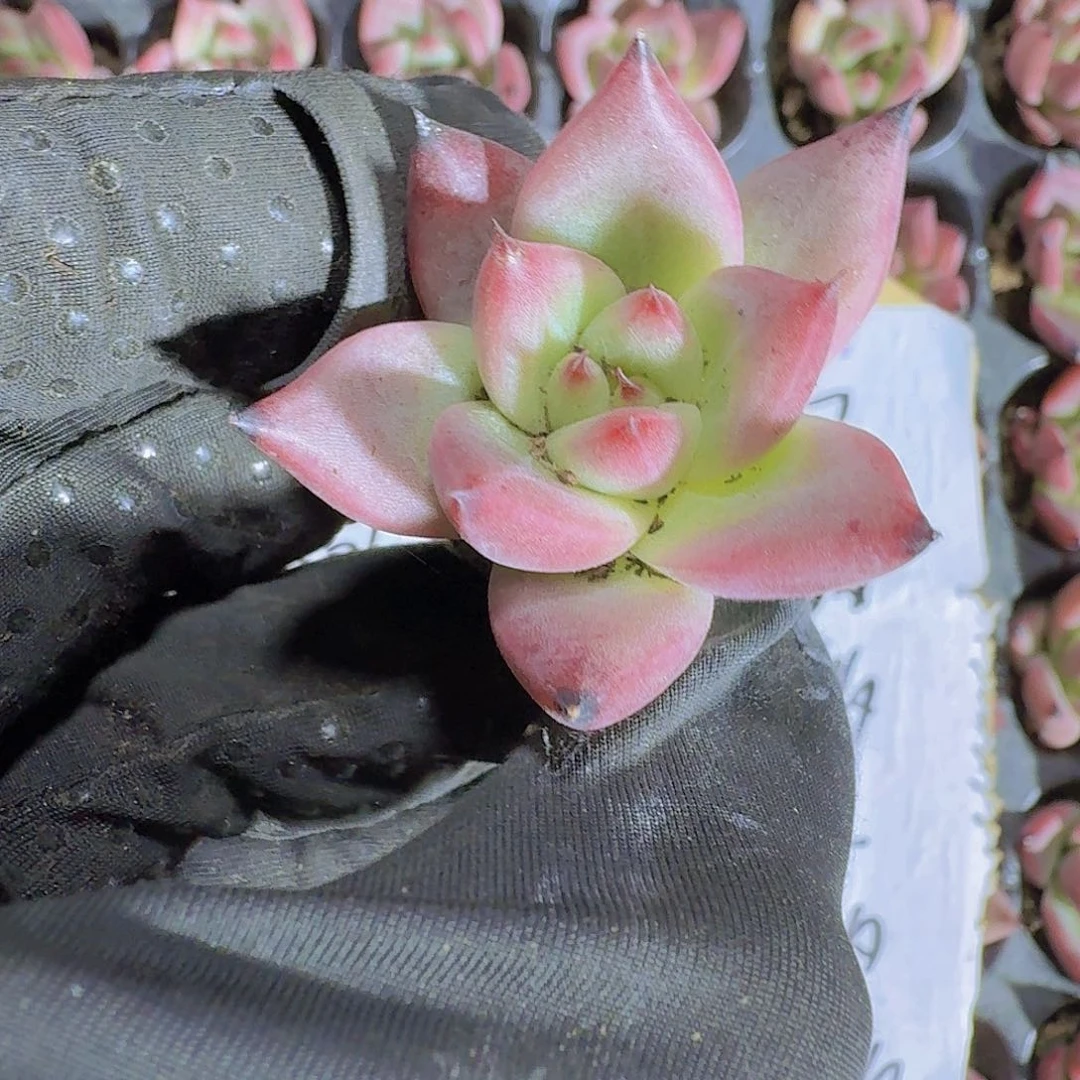 红颜蜜语两颗一组