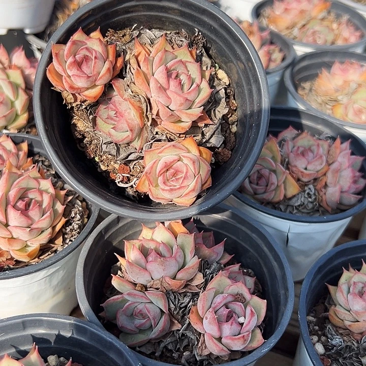 多头   艾格利亚  玫瑰