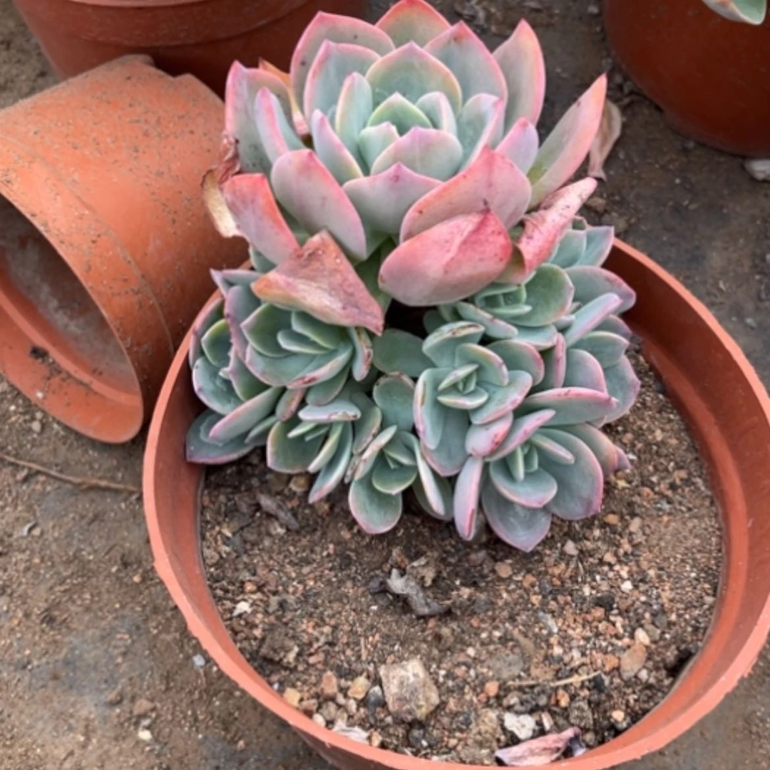 【闪购商品】L****?白凤