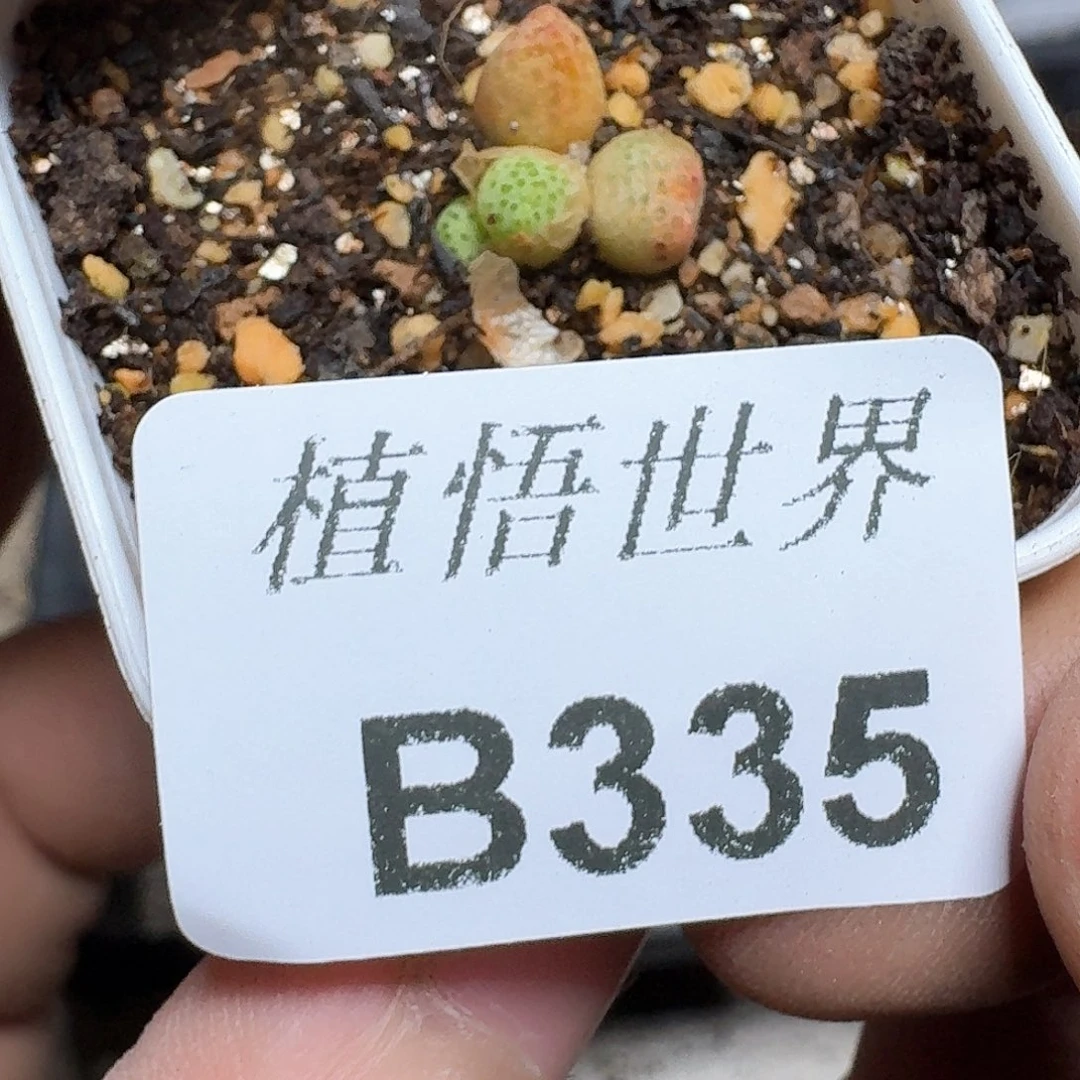 335盒多肉植物哇f g