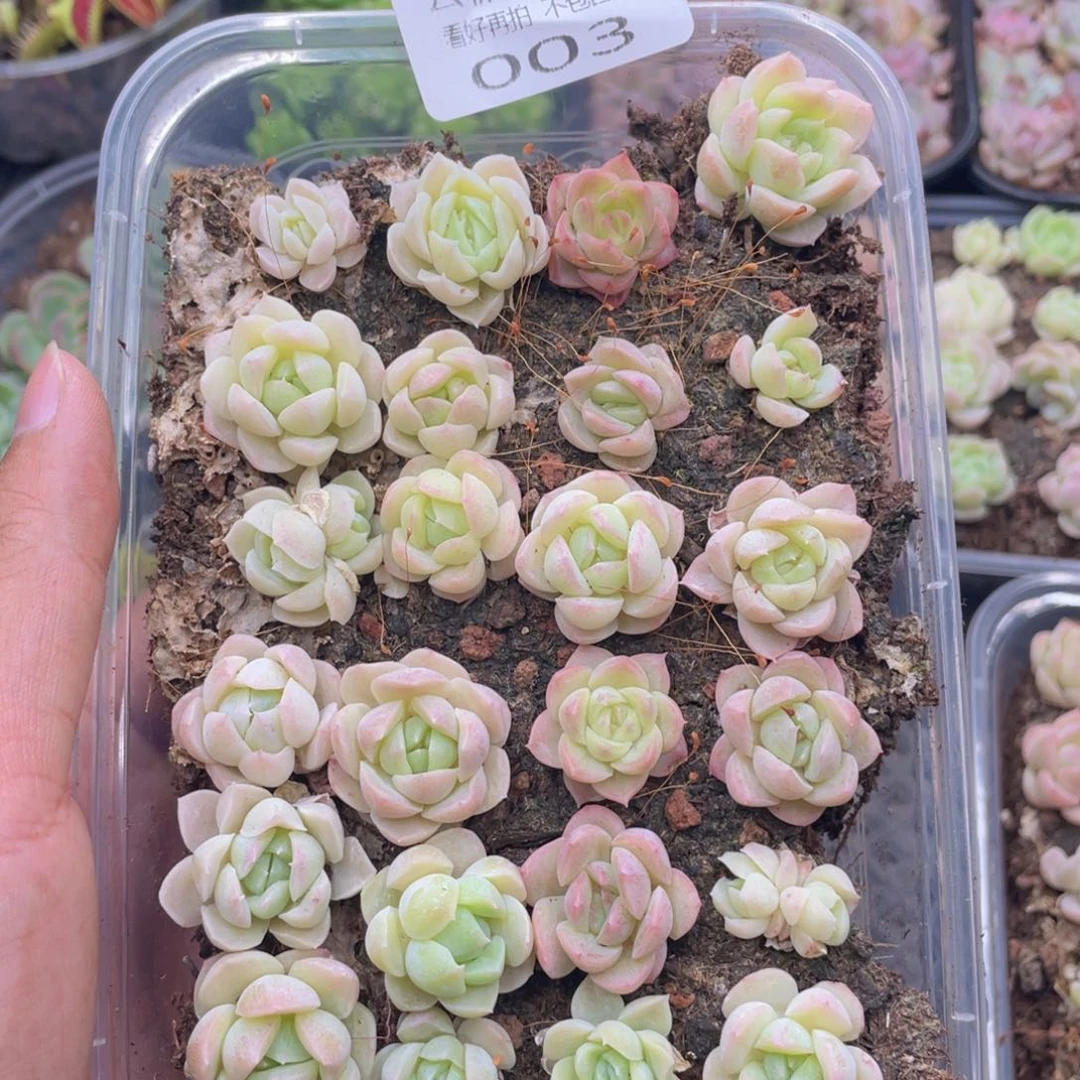 云糖心多肉植物003
