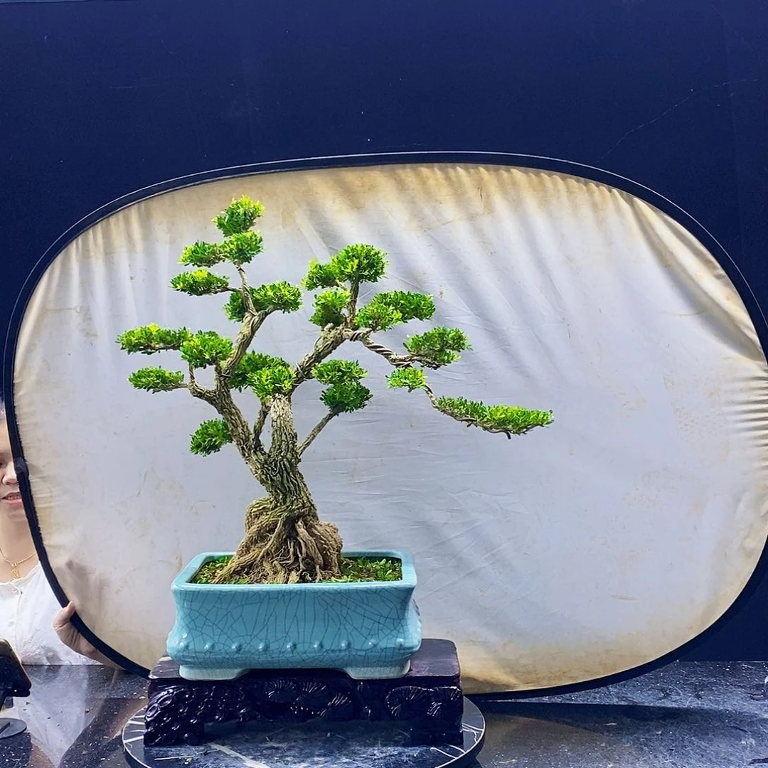 无花朵黄杨盆景造型