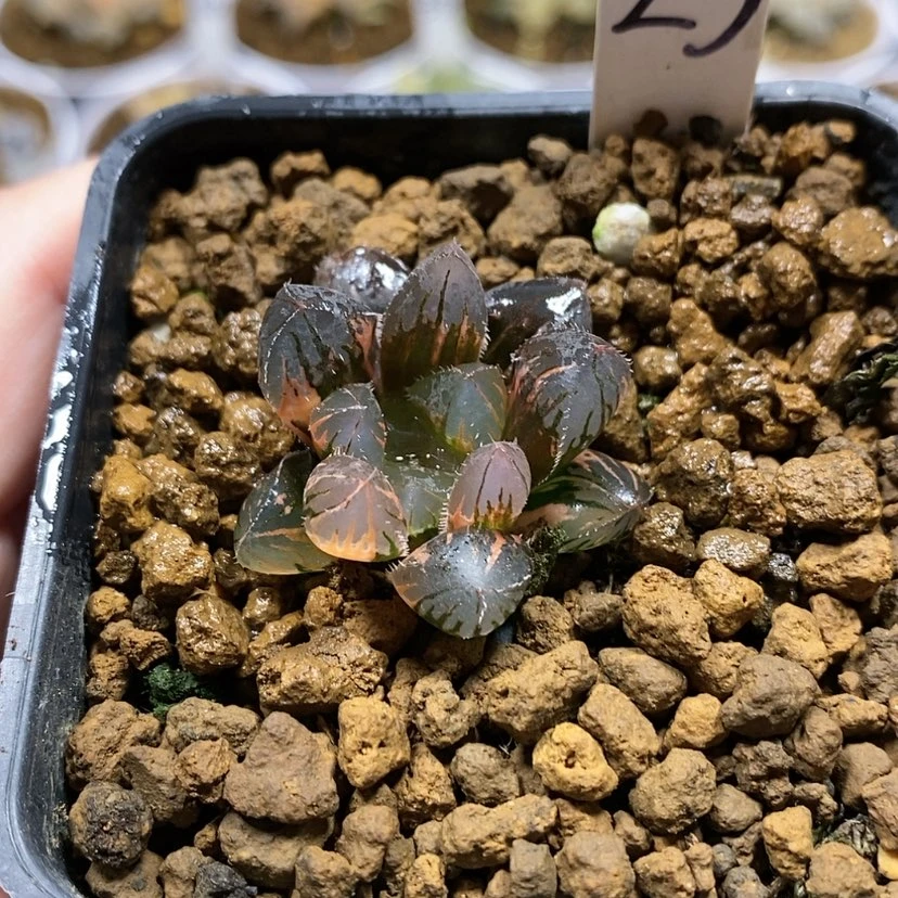 【闪购商品】23福利玉露锦