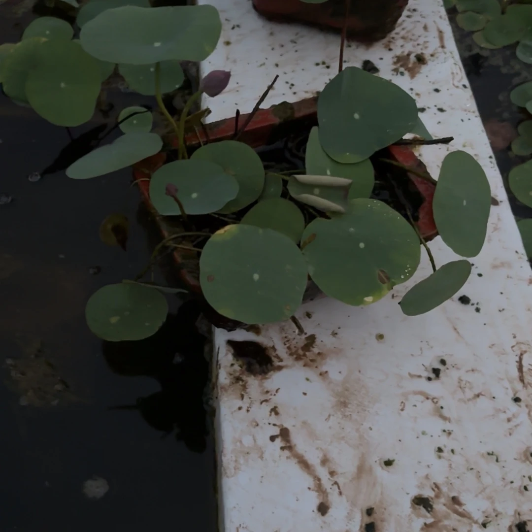 小***ฅ全部花苞紫气东来0015