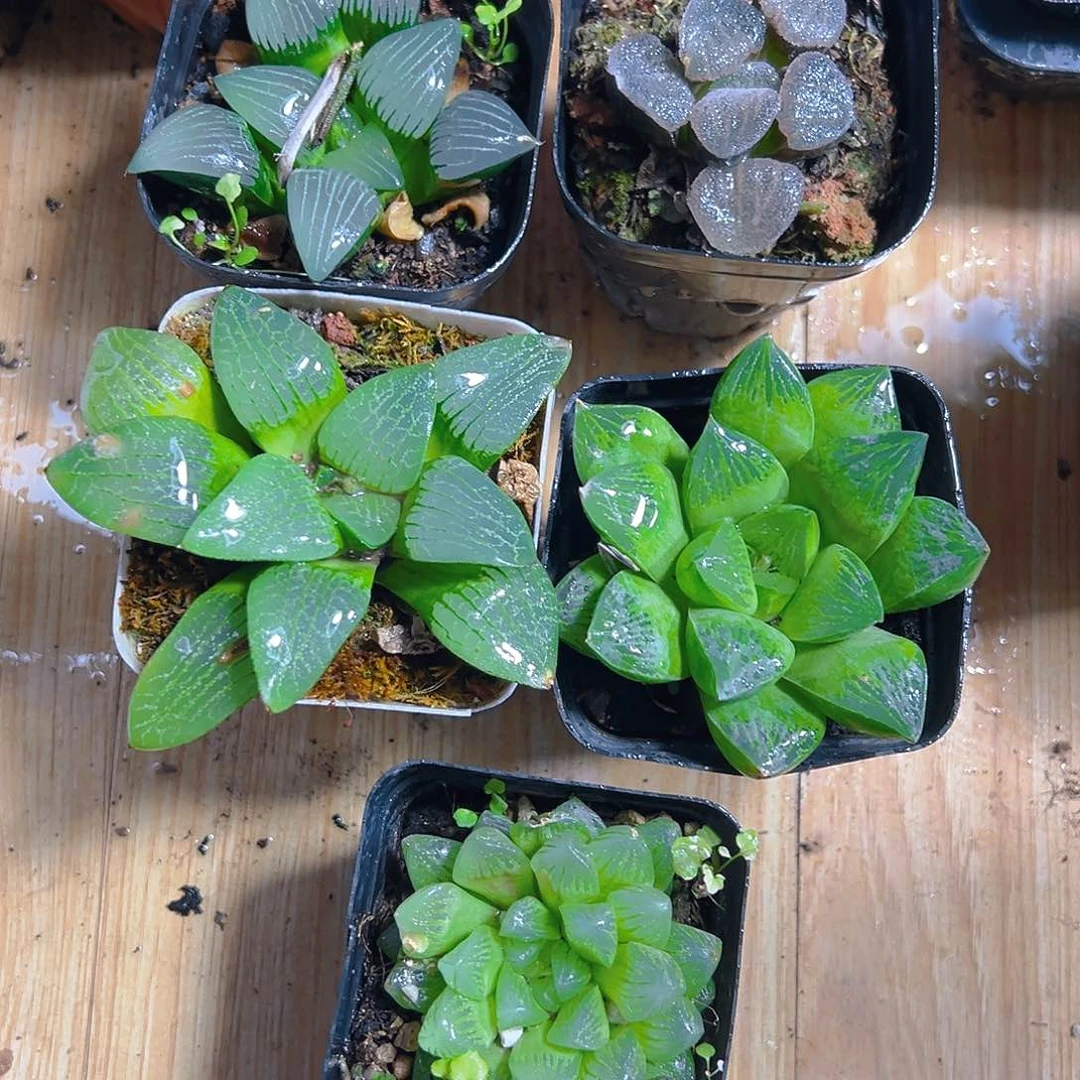 1新人套餐玉露多肉6颗