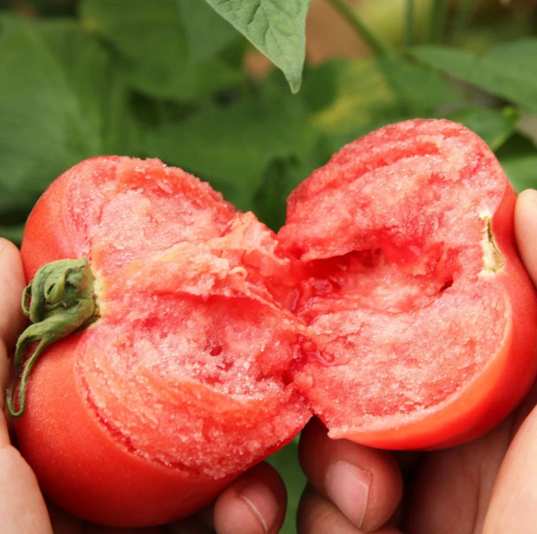 老品种番茄种子家庭阳台种植盆栽地栽