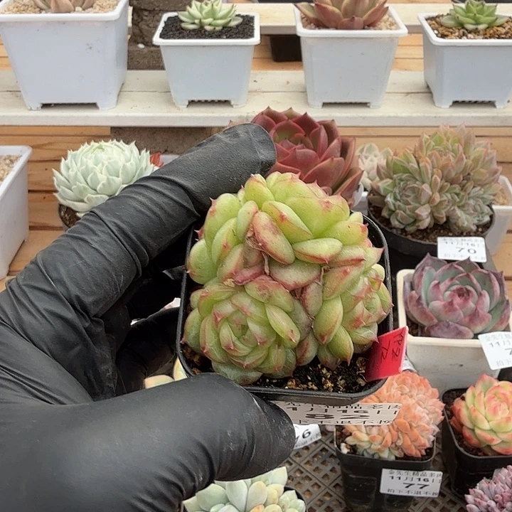 1116-82珍妮群生a