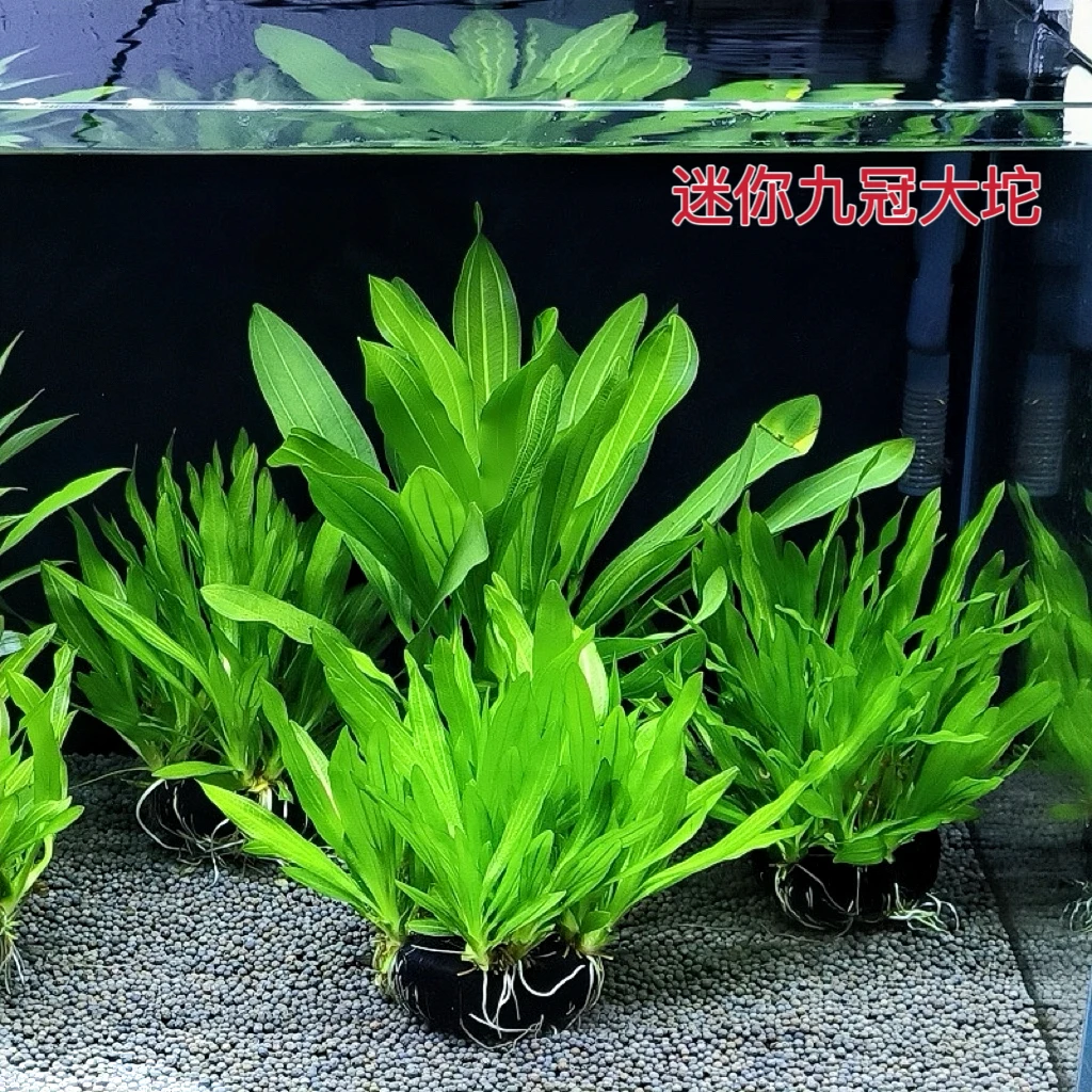 迷你九冠坨草自带养分坨新手开花净水免载种草缸水草溪流缸推荐