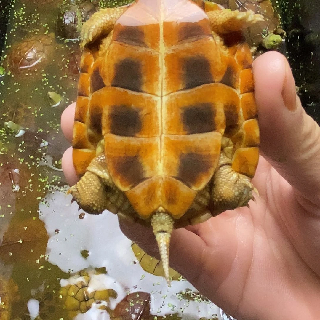 不分公母绿毛龟这*谁