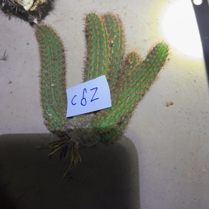 美***好C63嫁接落地金妞甜心35