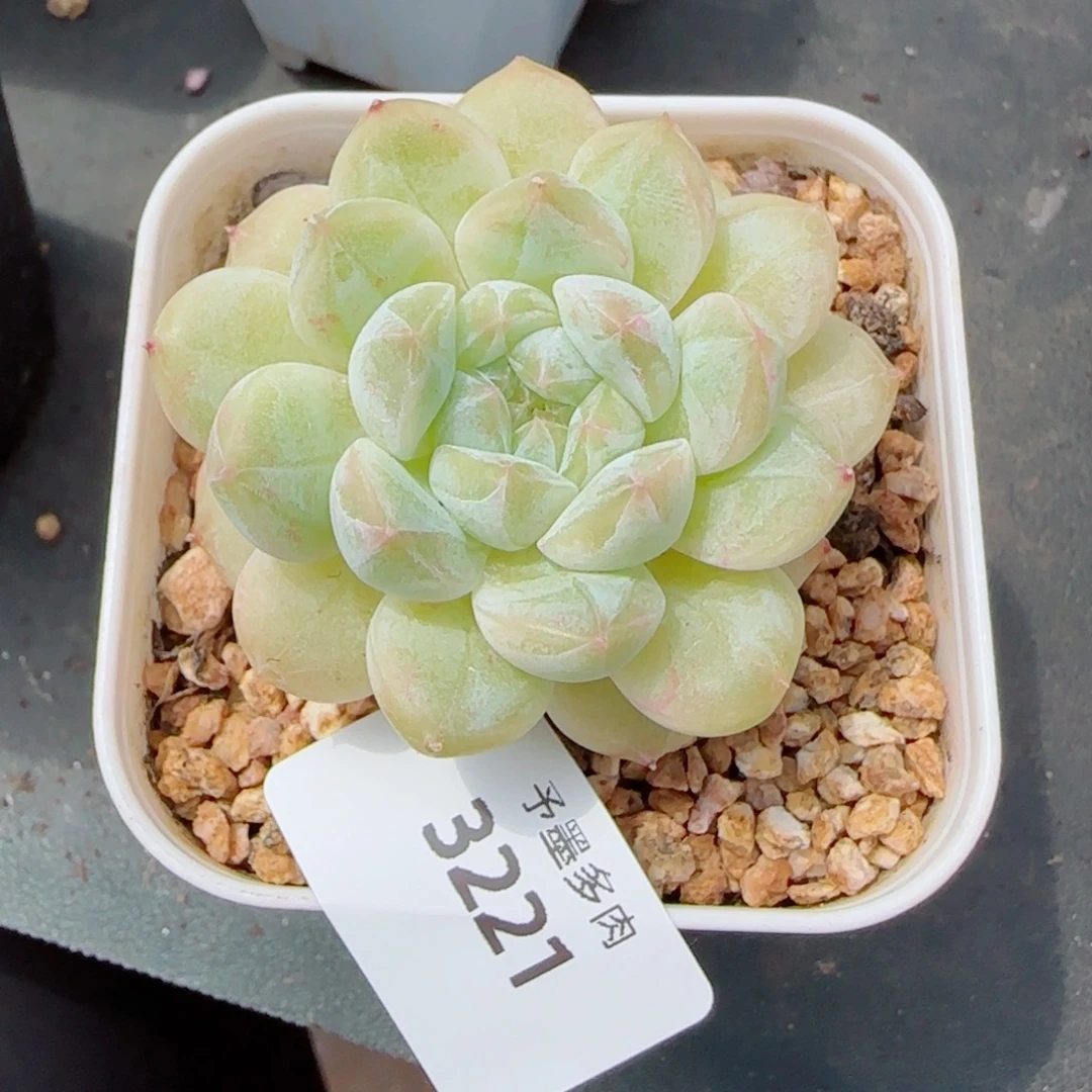 白底冰魄，3221多肉植物