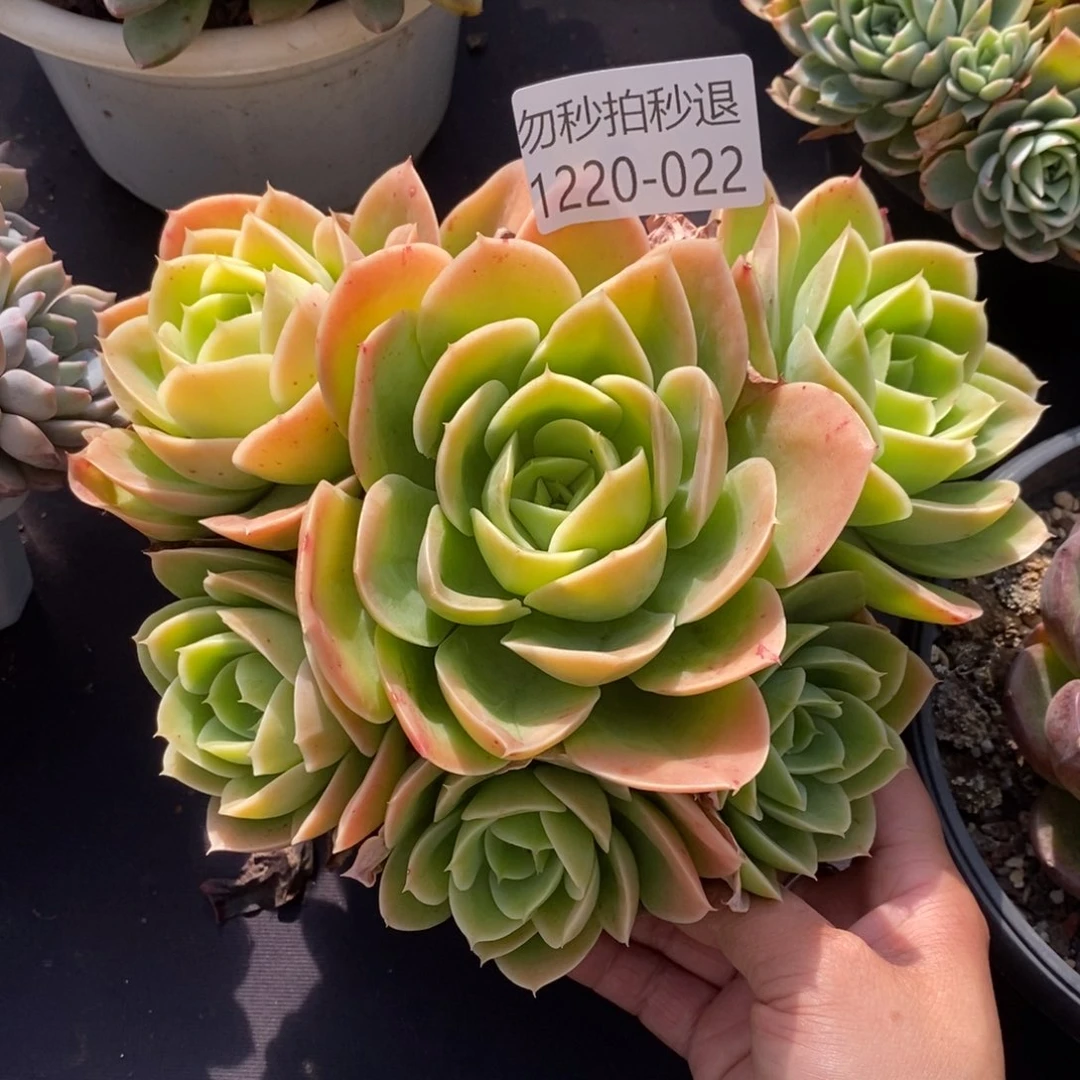 两单包邮1220-22星娜塔