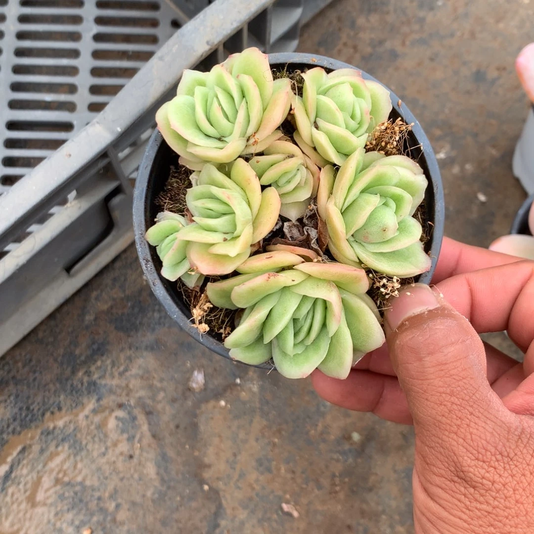 清光绪二十四十二女孩子为