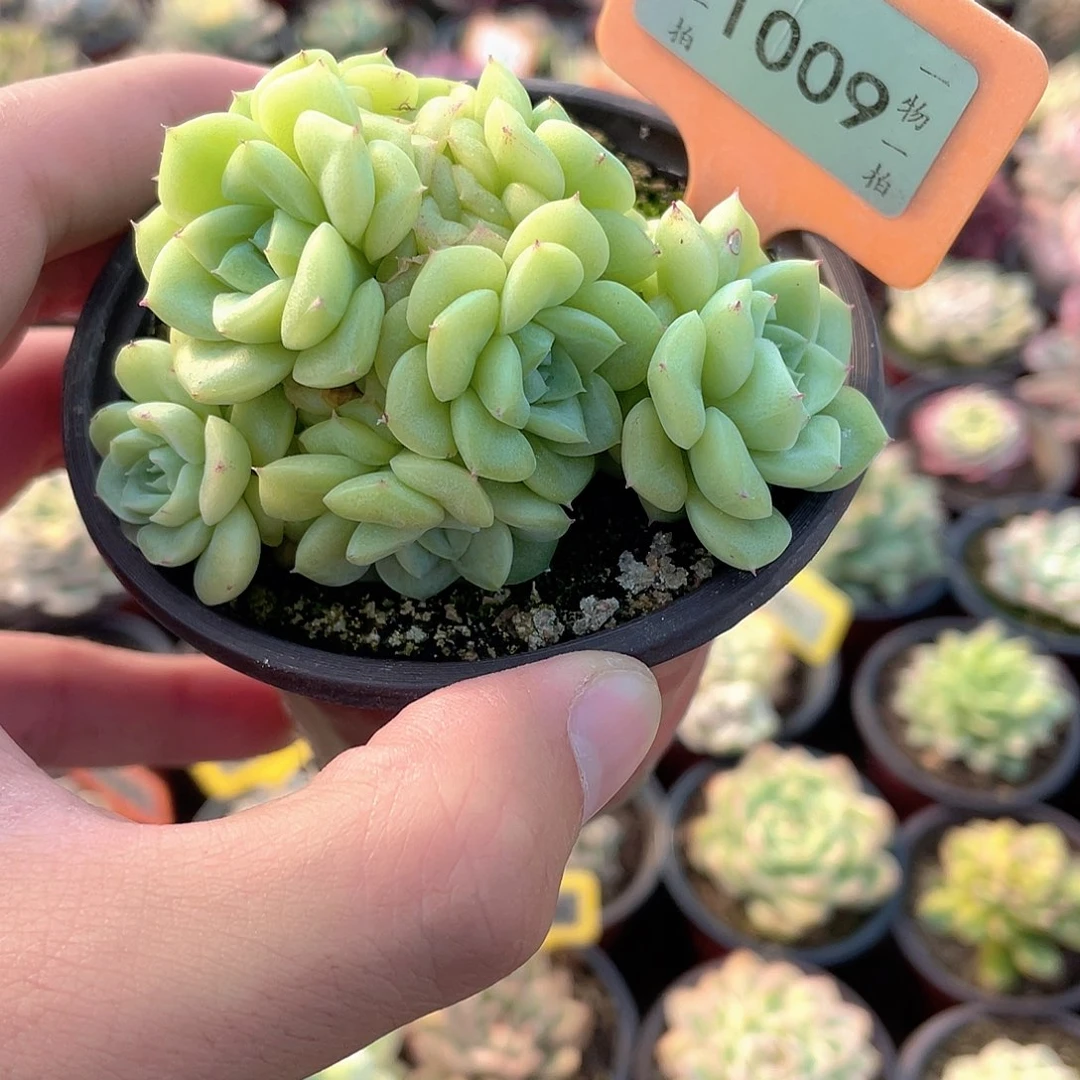 1009号多肉植物盆栽