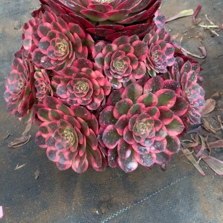 忆****9不包损647号云荷手捧寄养