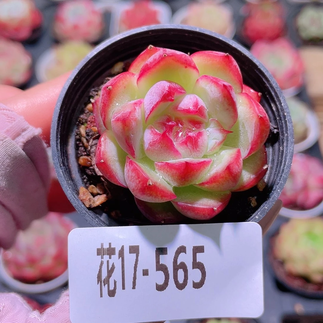 花利美17-565新品