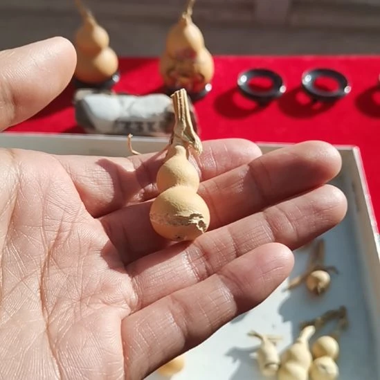 天裂草里金老葫芦葫芦，天裂葫芦