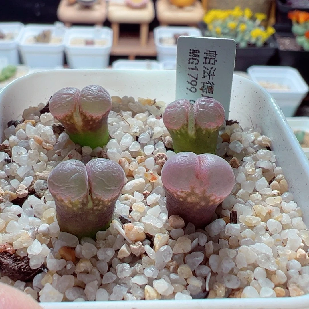 1126-526多肉多肉帕法德