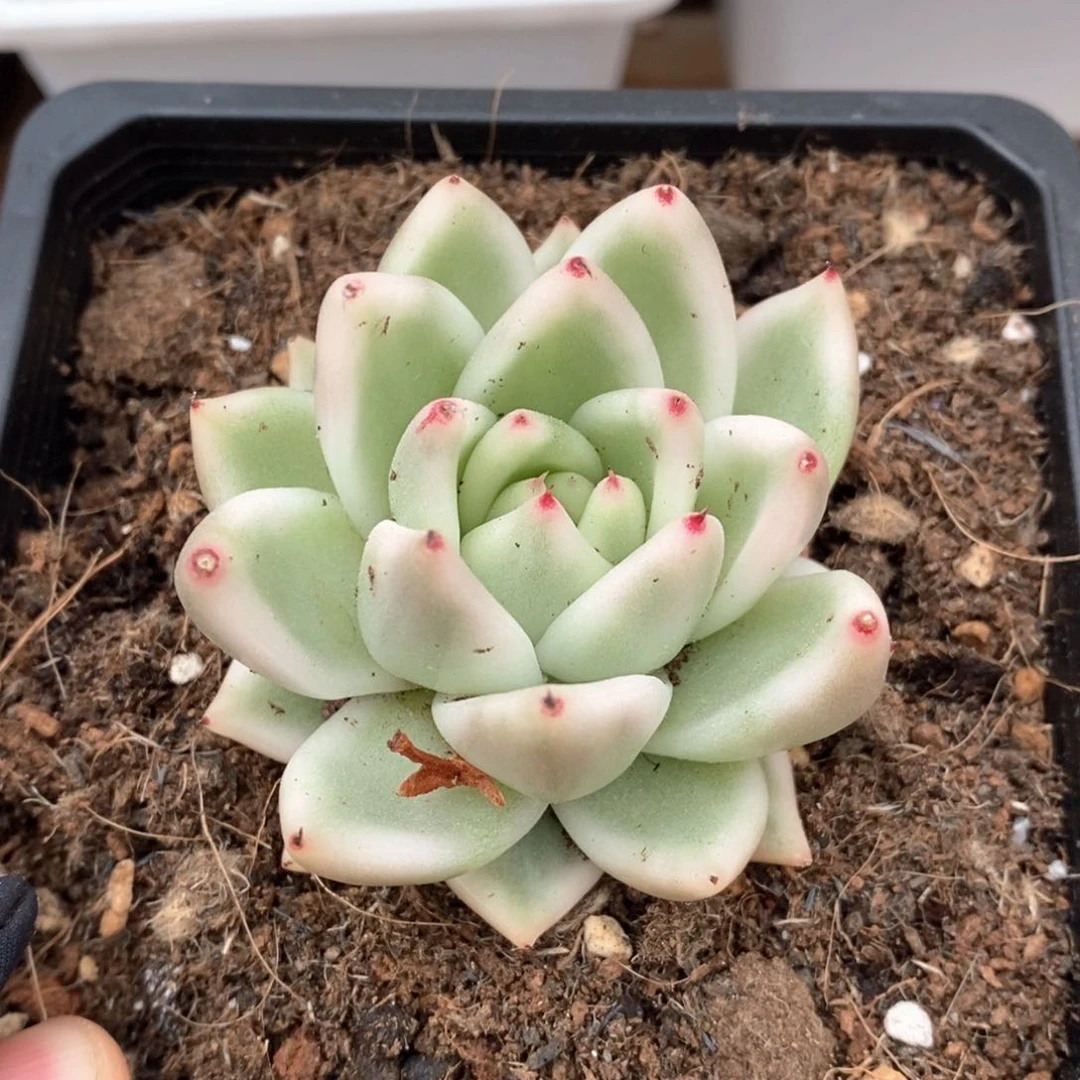 唱****囡雪白玛丽亚多肉植物