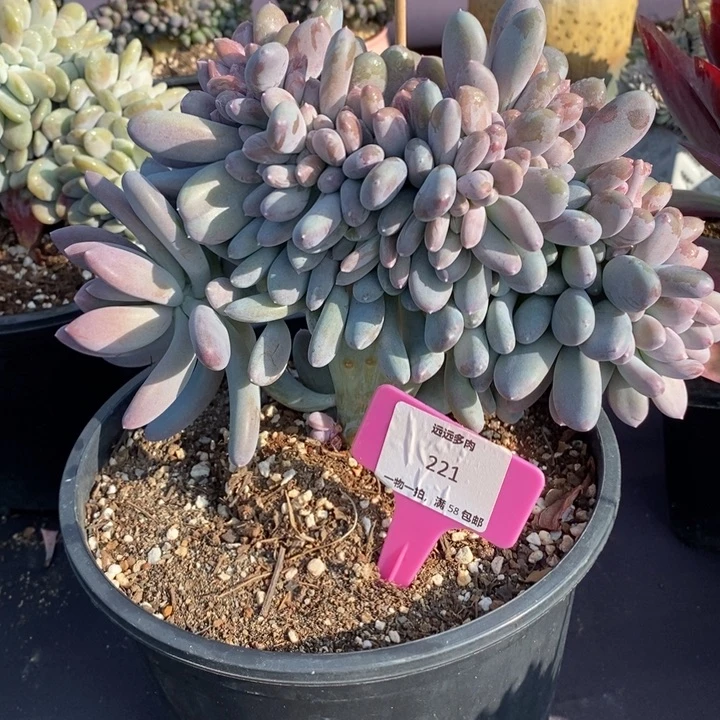 221稻田姬缀化肉肉肉肉肉