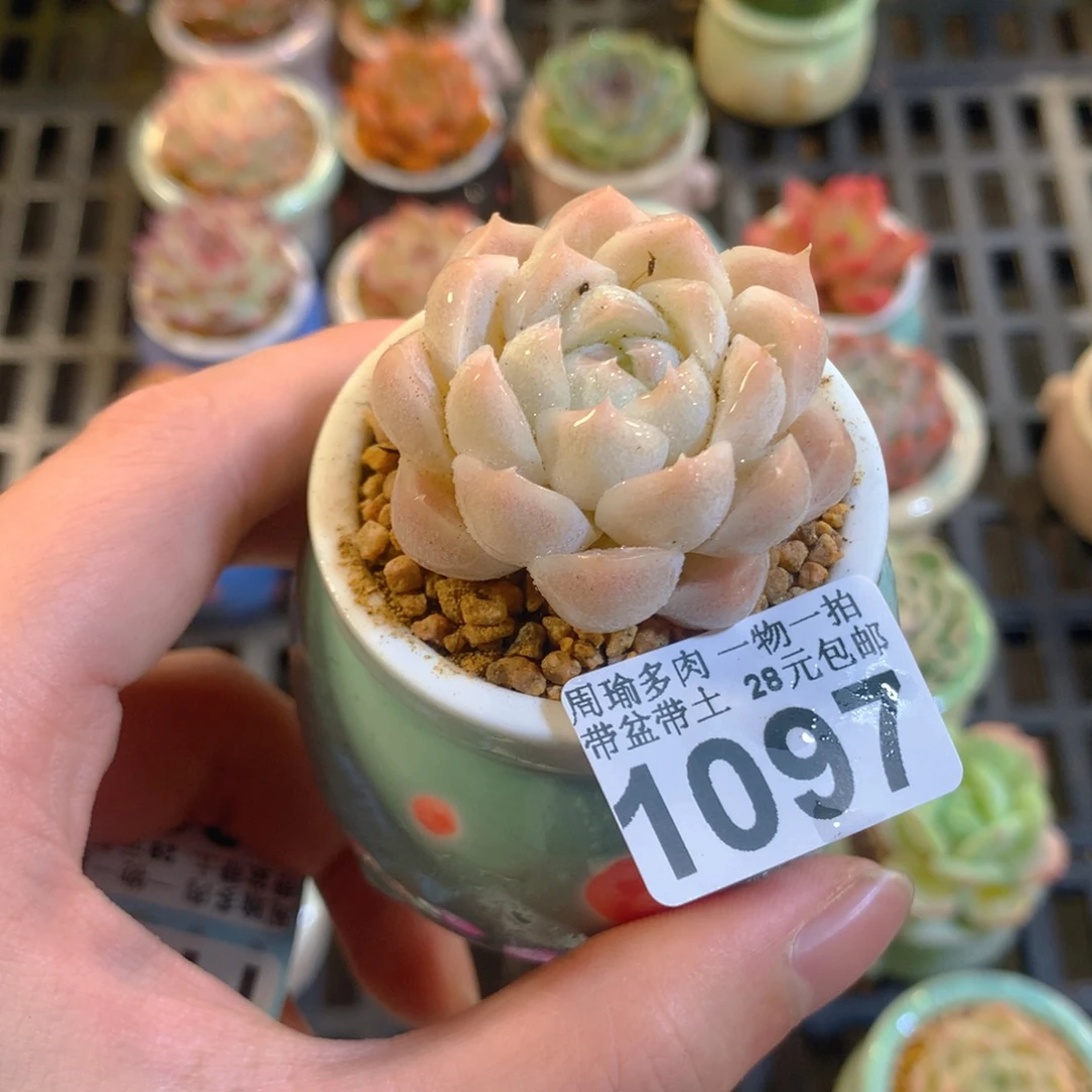 5厘米盆精控多肉1097