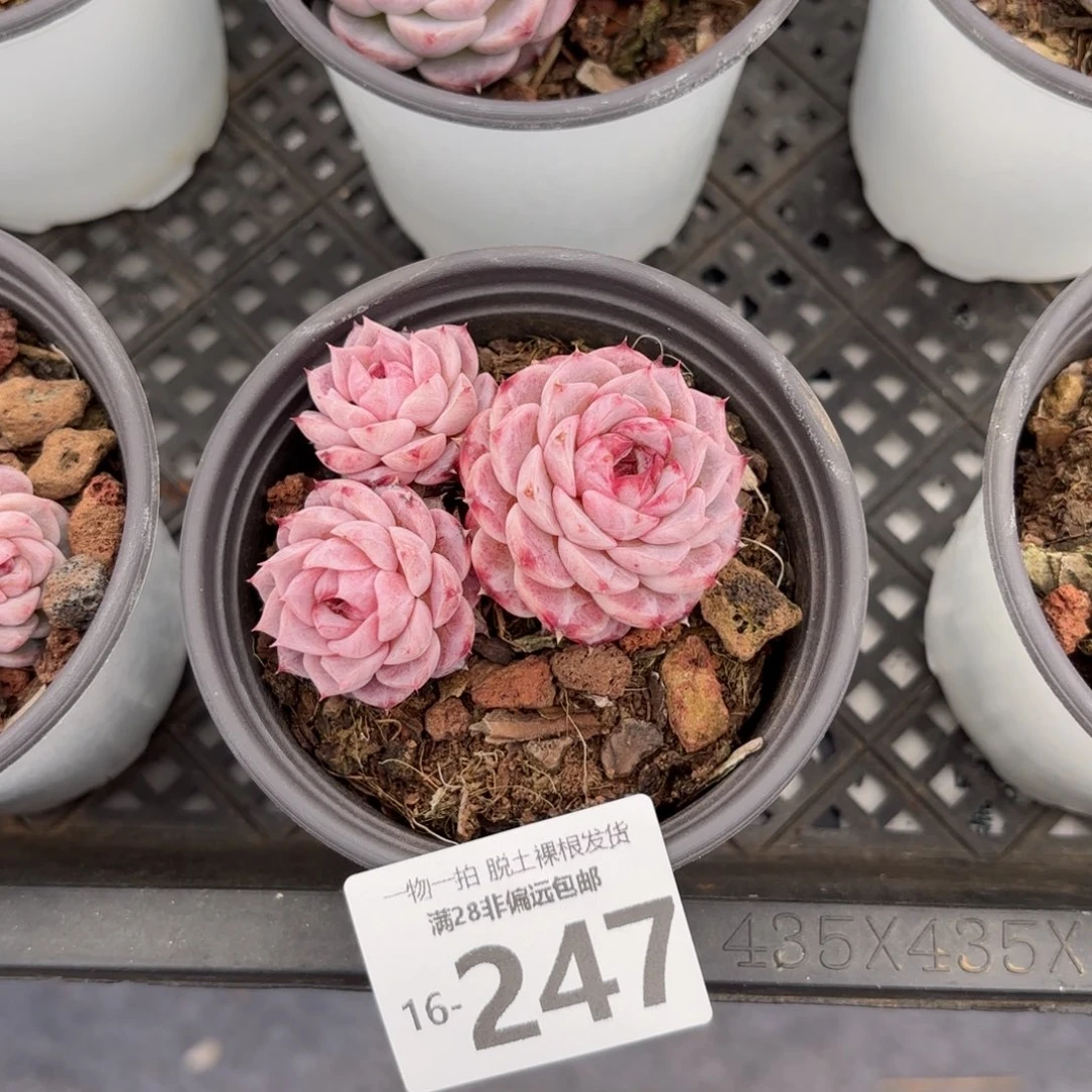 天鹅绒多肉多肉多肉