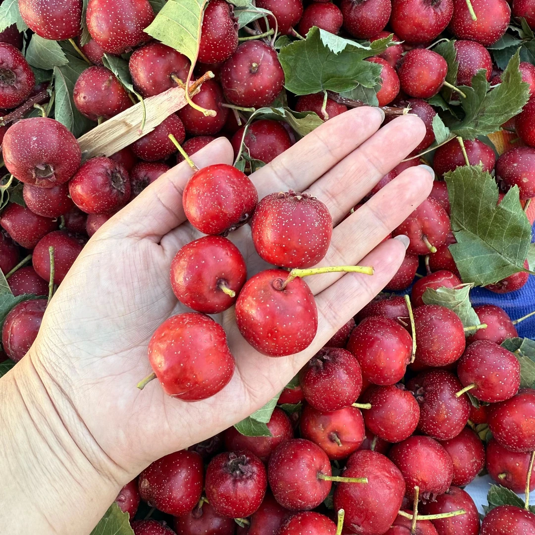 2斤装西藏山南加查酸山楂  两斤装 高原山楂