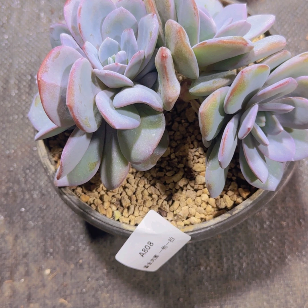 神***）A808奶茶4头