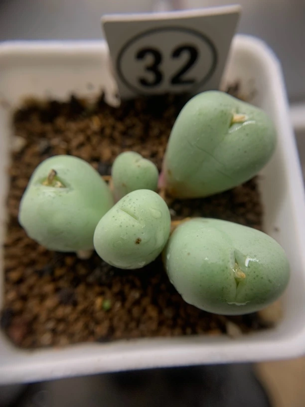 大G小拳拳5头，一物一拍，0下拍保温箱！